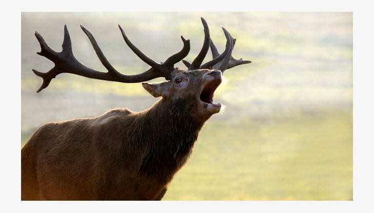 wildpark