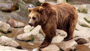 wildpark