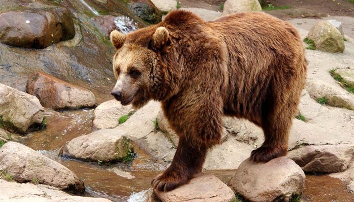 wildpark