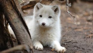 wildpark