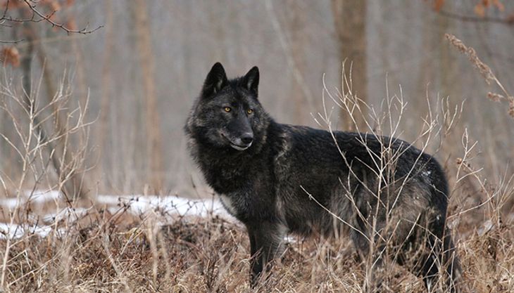 Raubtiergeburtstag - Wildpark Lüneburger Heide (2)