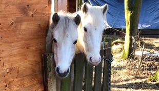 ponyhof meyerspark