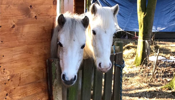 Kindergeburtstag auf dem Ponyhof - Ponyhof Meyers Park (9)