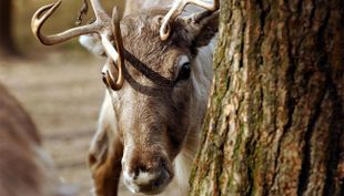 Tierdetektive - Wildpark Lüneburger Heide (7)