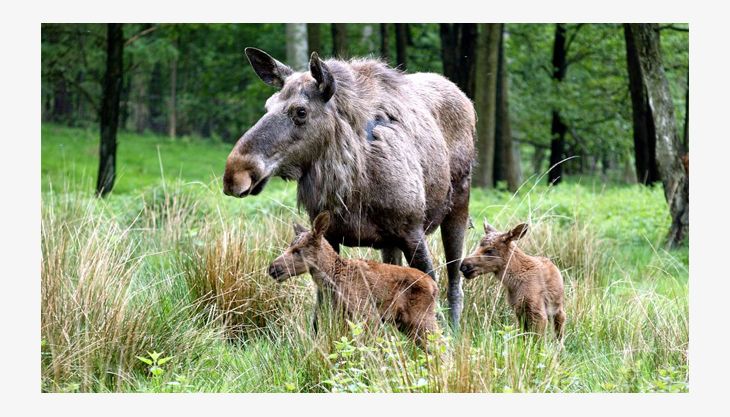 wildpark