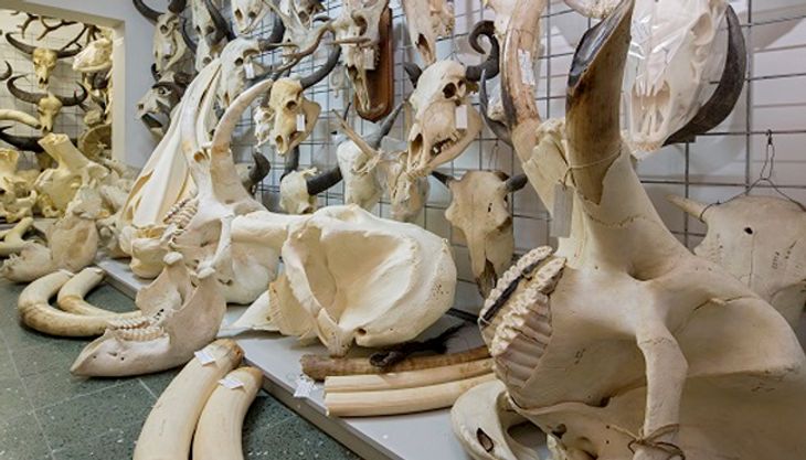 Super-Dinogeburtstag - Centrum für Naturkunde