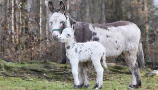 Tierspuren gießen - Wildpark Lüneburger Heide (6)