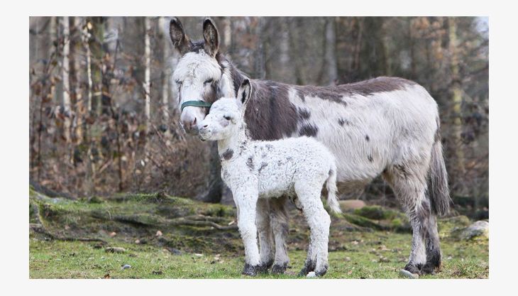 wildpark