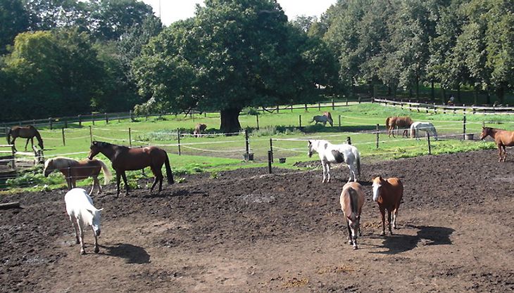 Gutshof Niederheid (4)