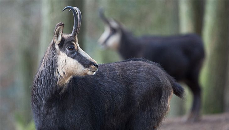 wildpark