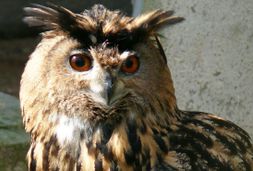 tierpark fauna