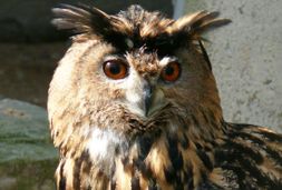 tierpark fauna