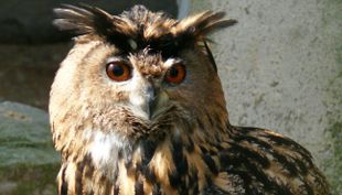 tierpark fauna