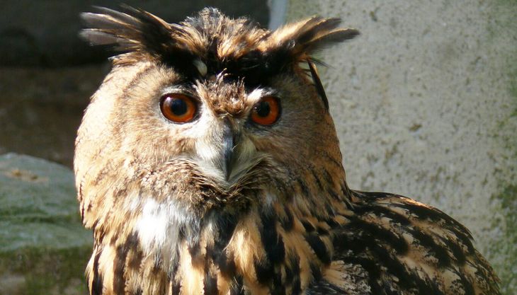 tierpark fauna