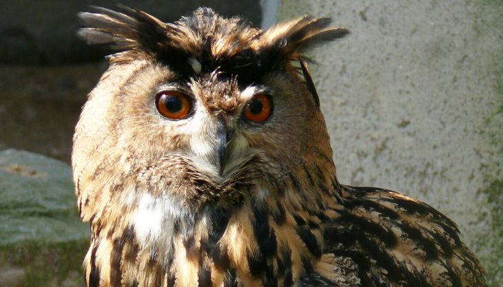 Tierpark Fauna - Solingen