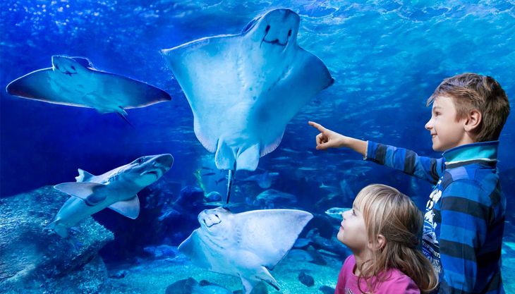 sea life