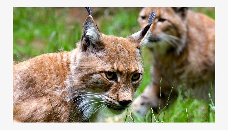 wildpark