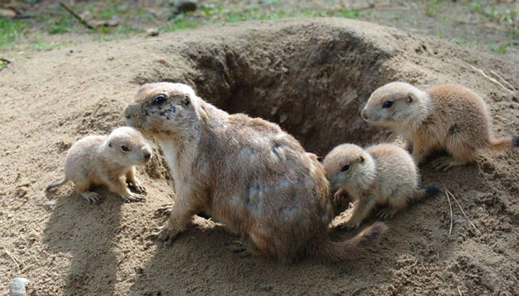wildpark