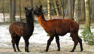 wildpark