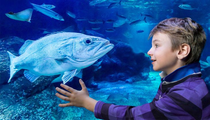 sea life