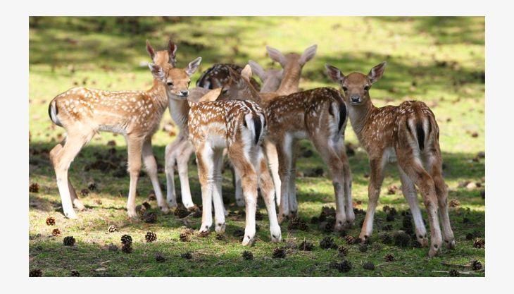 wildpark