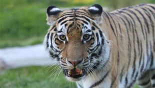 wildpark