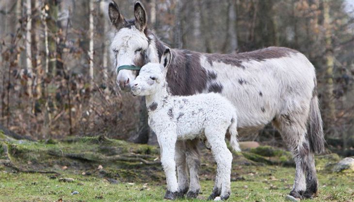 wildpark