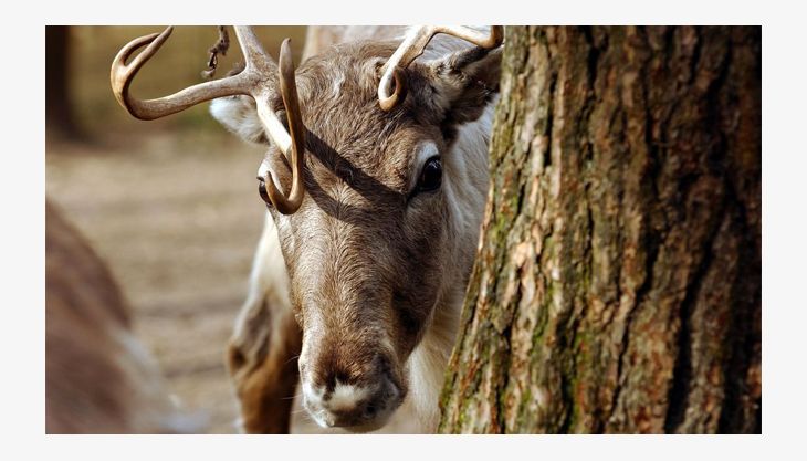 wildpark