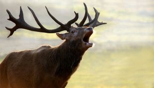 wildpark