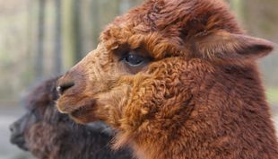 tierpark fauna