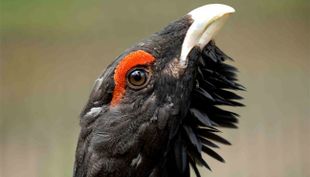 wildpark