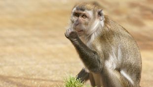 tierpark fauna