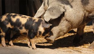 wildpark