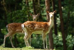 wildpark
