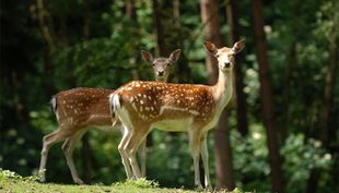 wildpark