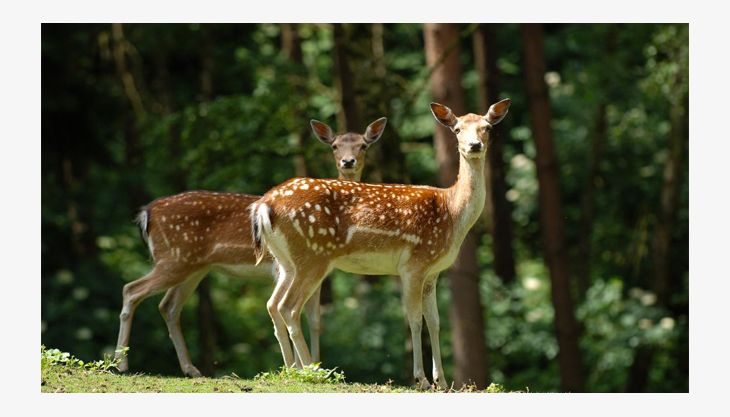 wildpark
