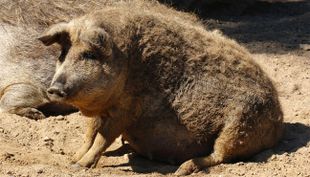 Tierdetektive - Wildpark Lüneburger Heide (8)