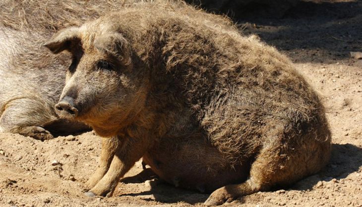 Tierdetektive - Wildpark Lüneburger Heide (8)