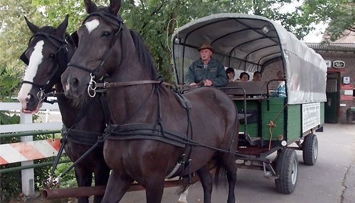 Kindergeburtstag auf dem Bauernhof - Diepeshof (6)
