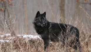 wildpark