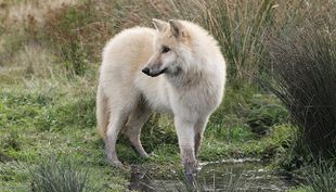 wildpark