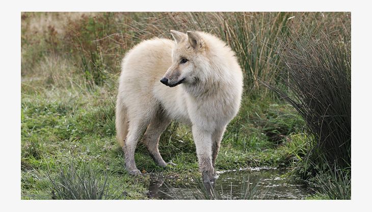 wildpark
