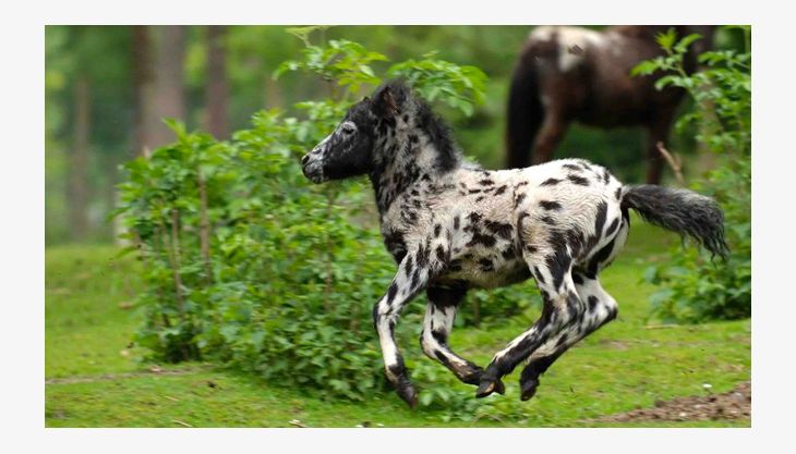 wildpark