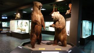zoomuseum