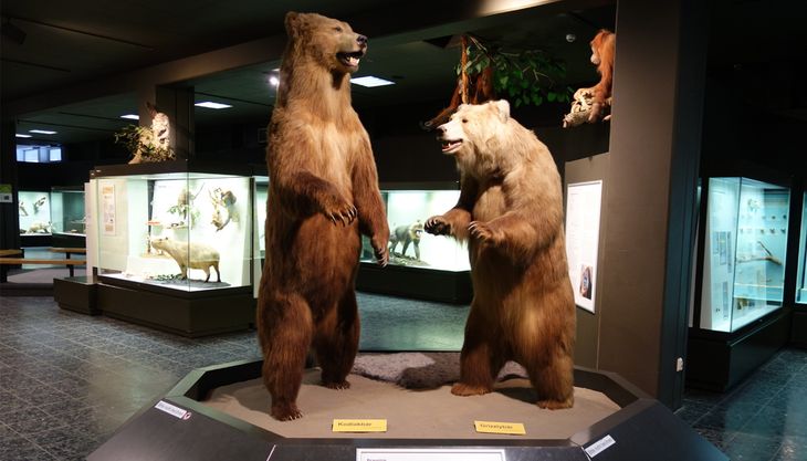zoomuseum