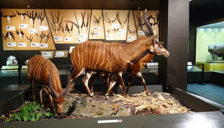 zoomuseum