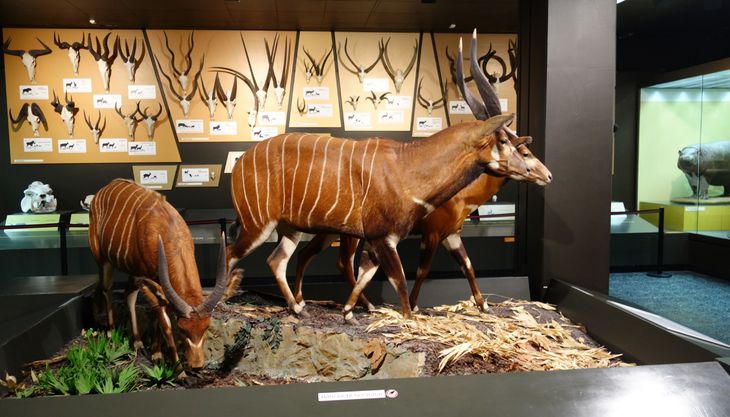 Super-Geburtstag mit den Tieren aus Feld, Wald und Wiese - Centrum für Naturkunde (3)