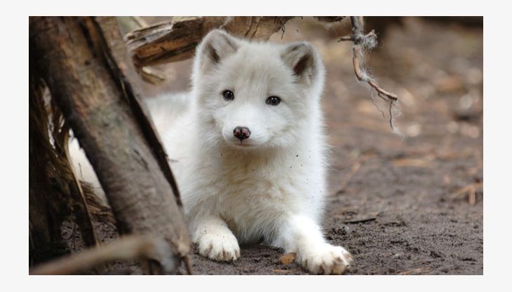 wildpark