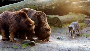 wildpark