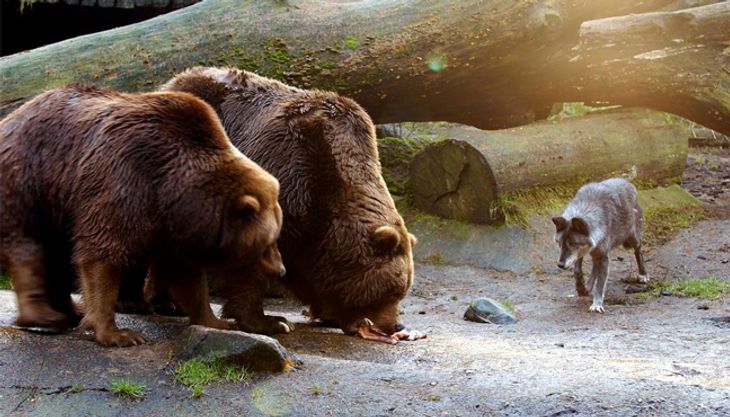 wildpark